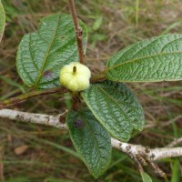 Glochidion moonii Thwaites 